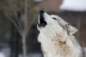 Kids Madlibs about Animals